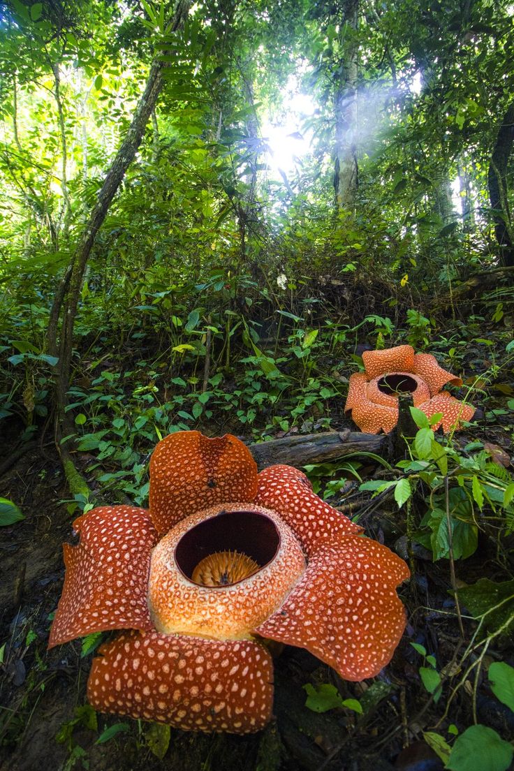 Rafflesia Arnoldii Natures Giant Enigma Unveiled Tiny Garden