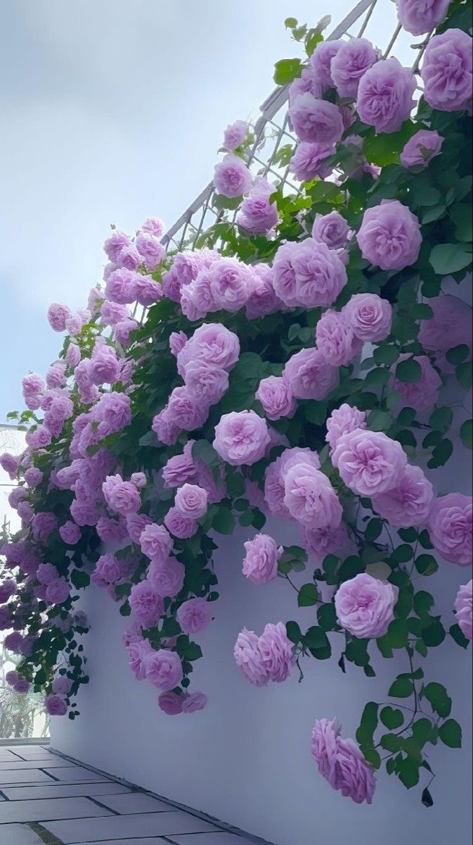 The easiest methods to propagate climbing roses Tiny Garden