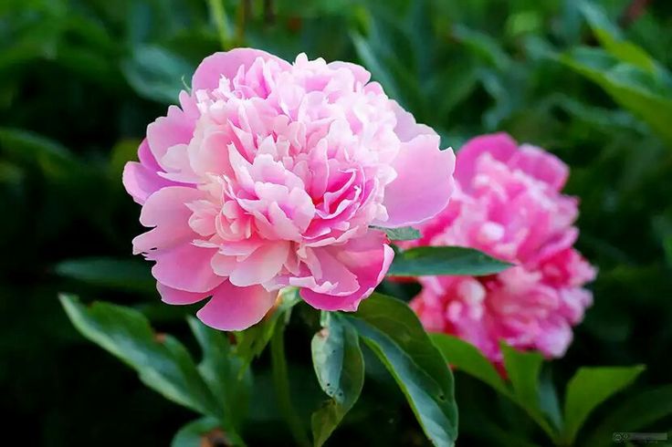 Tips for Deadheading Peonies to Promote Bloom: Maximizing Flower ...